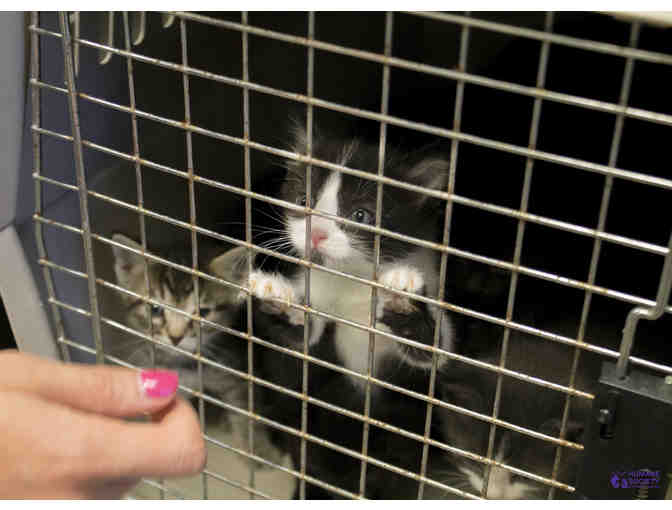 Participate in A Shelter Transfer With Our Chief Operations Officer