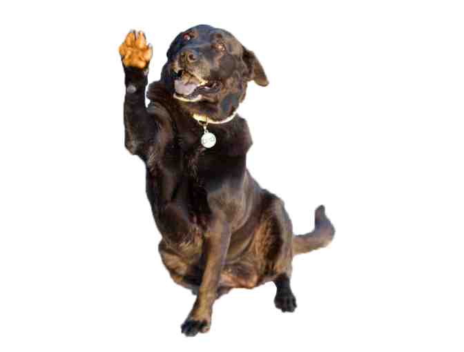 One (1) Year Supply of Orange Paws Turmeric Plus