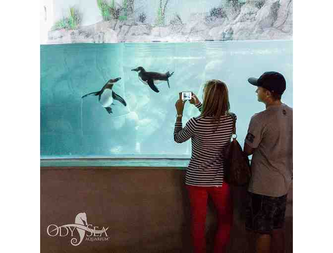 OdySea Aquarium - Photo 3
