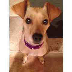 Charlee, Rescued by and Happily Re-homed by HSSAZ (2014).