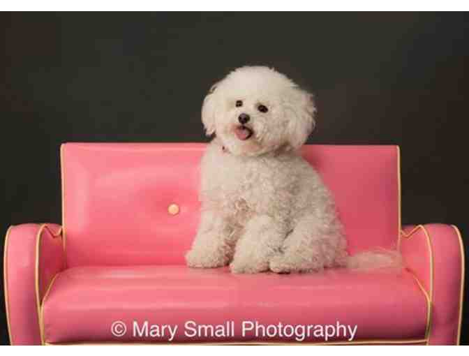 Pet Portrait Session with Mary Small Photography