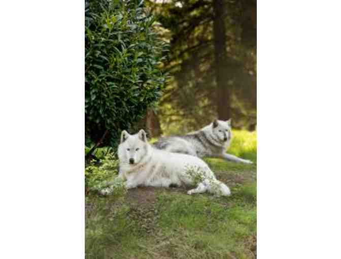 2 Guided Visit Passes to Wolf Haven