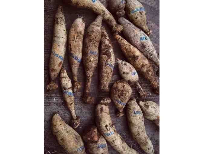 Dinner Plate Size Exhibition-Quality Dahlia Tubers Set of 12