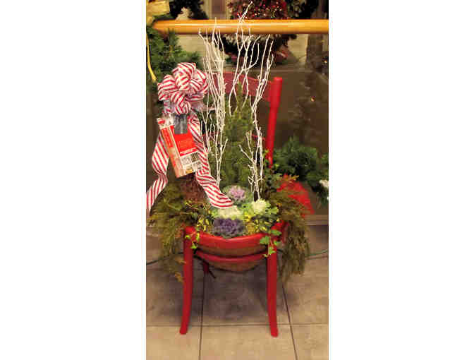 Cabbage Christmas Holiday Red Chair with Live Plants!
