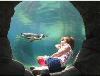Family Fun Pack to the Woodland Park Zoo (Washington)