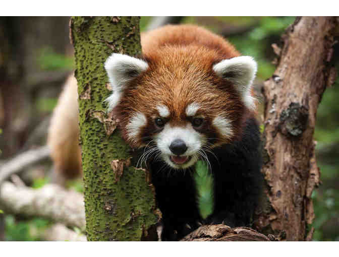 Asian Lantern Festival at the Pittsburgh Zoo & Aquarium