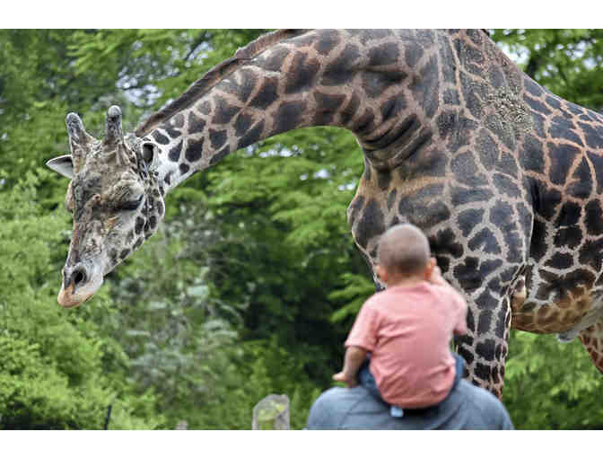 Asian Lantern Festival at the Pittsburgh Zoo & Aquarium