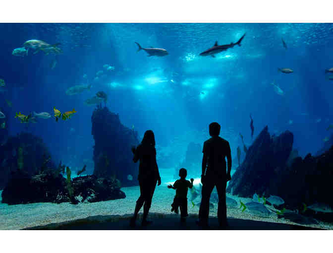 Family Fun Day in Long Beach! Four Tickets to Aquarium of the Pacific & Dining Package