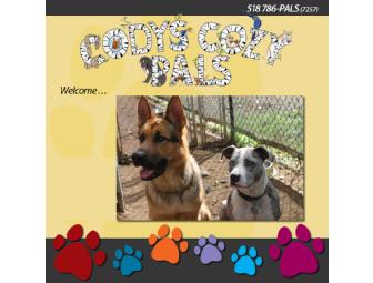 5 Days of Doggy Daycare at Cody's Cozy Pals - Latham, NY