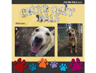 5 Days of Doggy Daycare at Cody's Cozy Pals - Latham, NY