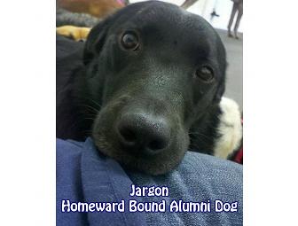 The Animal Hospital $100 Gift Certificate - Guilderland, NY