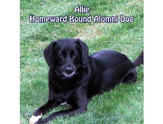 Shaker Veterinary Hospital $100 Gift Certificate - Latham, NY