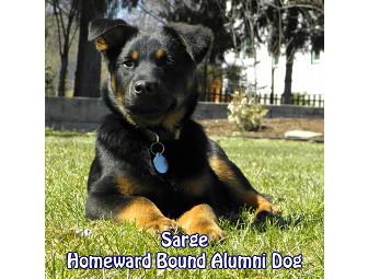 Four (4) VIP Tickets to The Daily Show with Jon Stewart