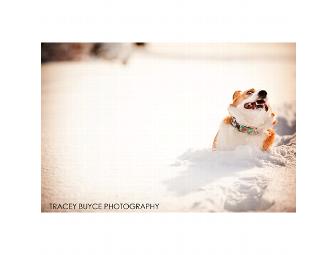 Professional Dog Photo Shoot and 2013 Calendar Cover