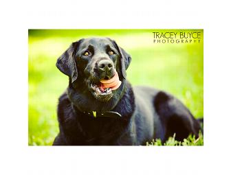 Professional Dog Photo Shoot and 2013 Calendar Cover