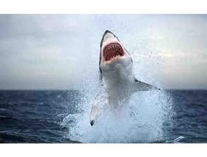 Adrenaline charged private shark fishing experience for two - off Barnegat, NJ
