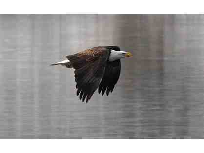 Bald Eagle Gliding the River For Fish Framed Photograph