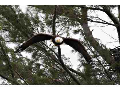 Bald Eagle Coming In For a Landing Looking Right At You Framed Photograph