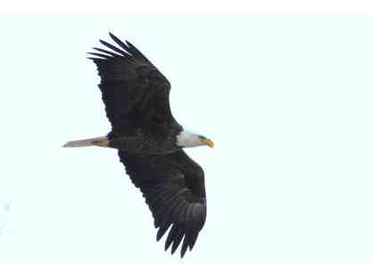 Bald Eagle Soaring High Framed Image