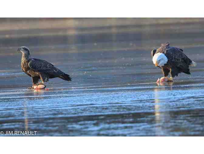 A Pair of Bald Eagles Eating Supper Framed Photograph - Photo 1