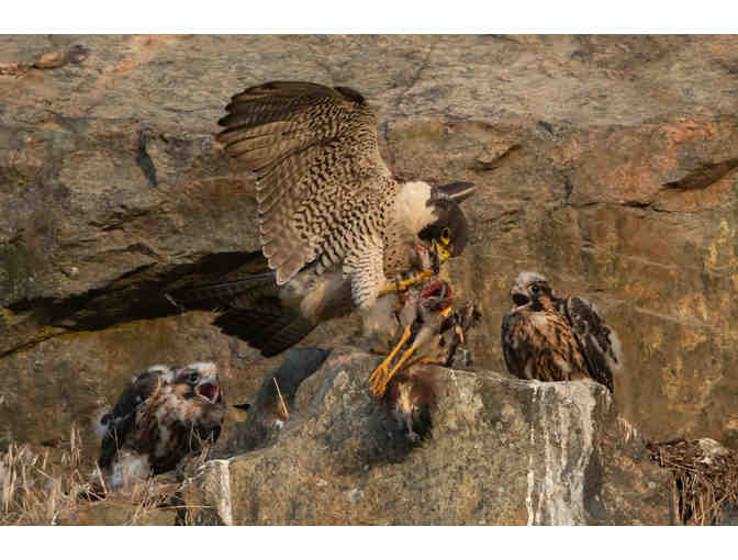 Pre-fledging Where Is MY Breakfast