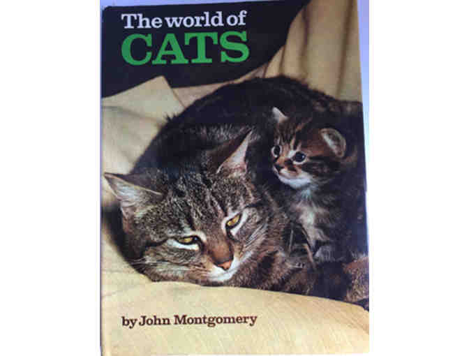 Beautiful Coffee Table Books on Felines - our Special Pets