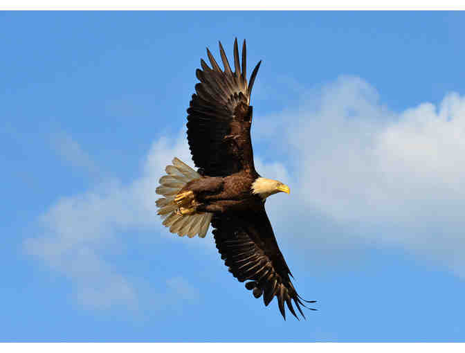 16' x 20' Photograph from Russell Downing -- You Choose the Photo!