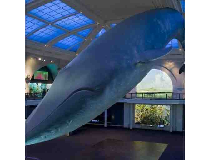 Family Outing of 4 - THE AMERICAN MUSEUM OF NATURAL HISTORY