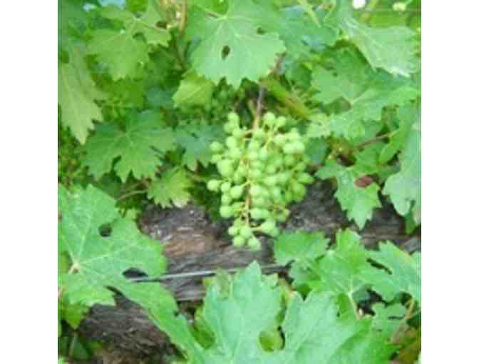 Enjoy a case of 2009 Hafner Chardonnay--an exclusive offer that can not be found in stores