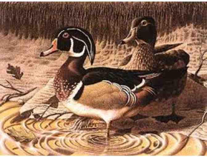Framed and double matted Duck Print 'Feeding on White Oak' by Tommy Humphrey