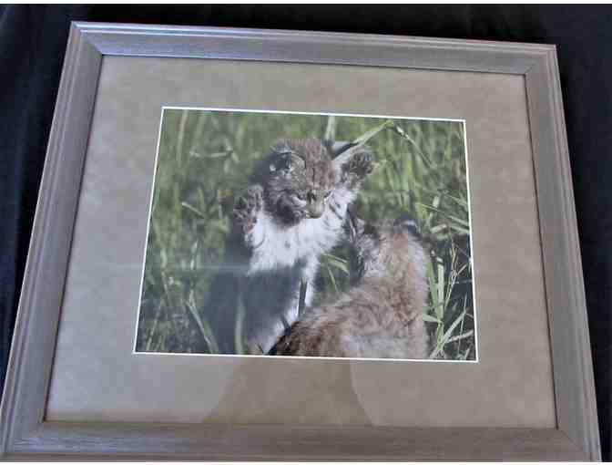 'Bobcat Kittens'  Framed & Matted Photograph