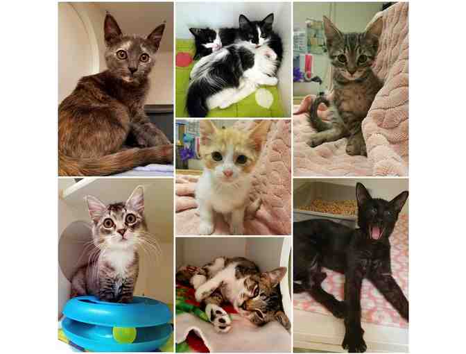 Fund A Need-Care for a Kitten