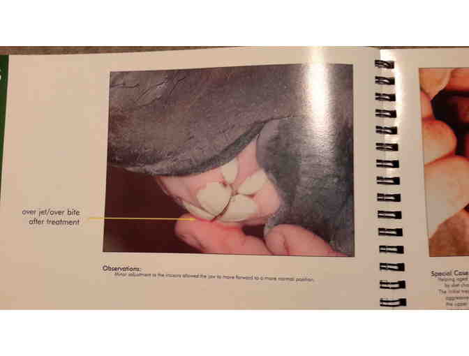 Equine Mouth And Teeth Evaluation Kit