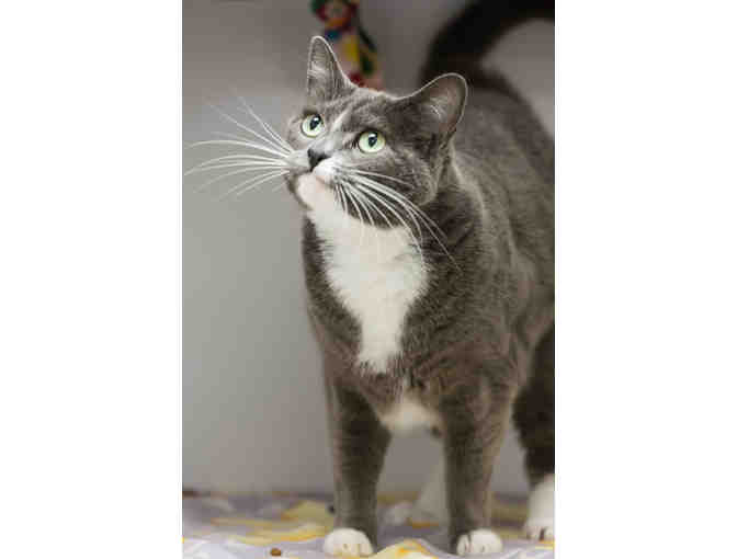 Fund A Need- Care for an Animal for a Day