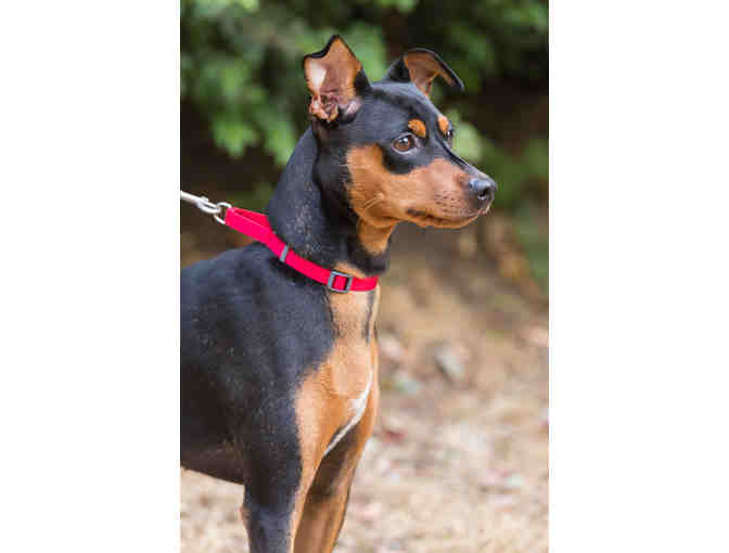 Fund A Need- Care for an Animal for a Day