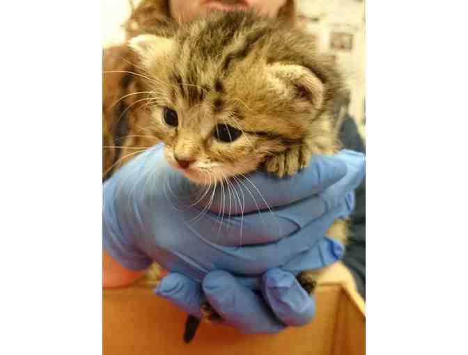 Fund A Need-Care for a Kitten