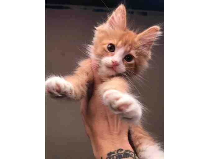 Fund A Need-Care for a Kitten