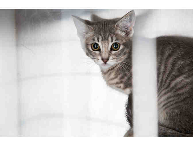 Fund A Need- Help us Provide Compassion in Action!