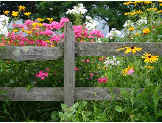 10 Perennial Plants For Your Garden