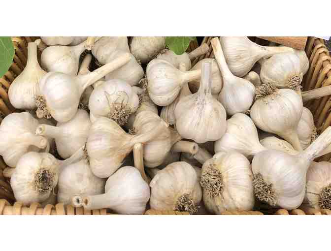 2 lbs. Nooney Farm Garlic - Photo 1