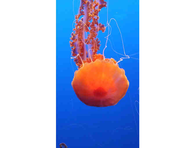 Four passes to Monterey Bay Aquaium