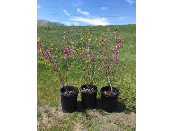 Three Western redbud trees