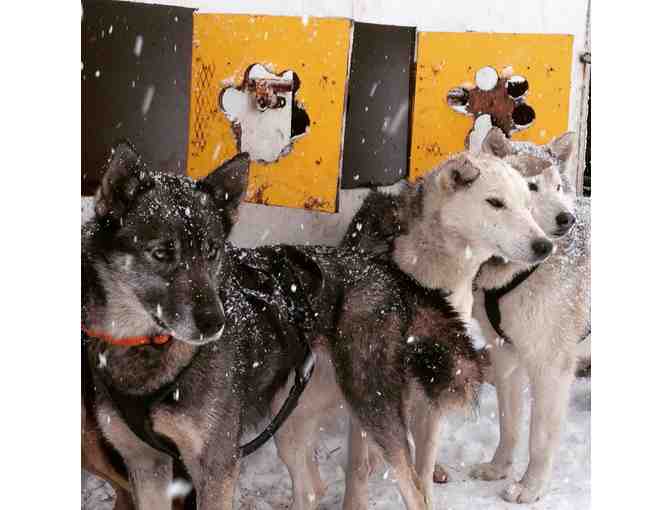 Luna Lobos - Dog Sledding
