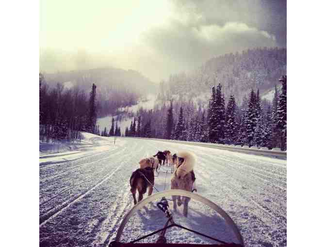 Luna Lobos - Dog Sledding