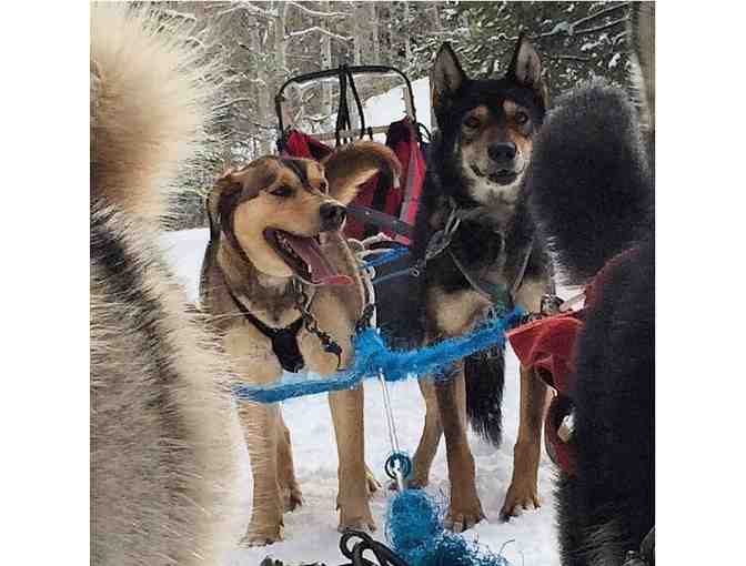 Luna Lobos - Dog Sledding