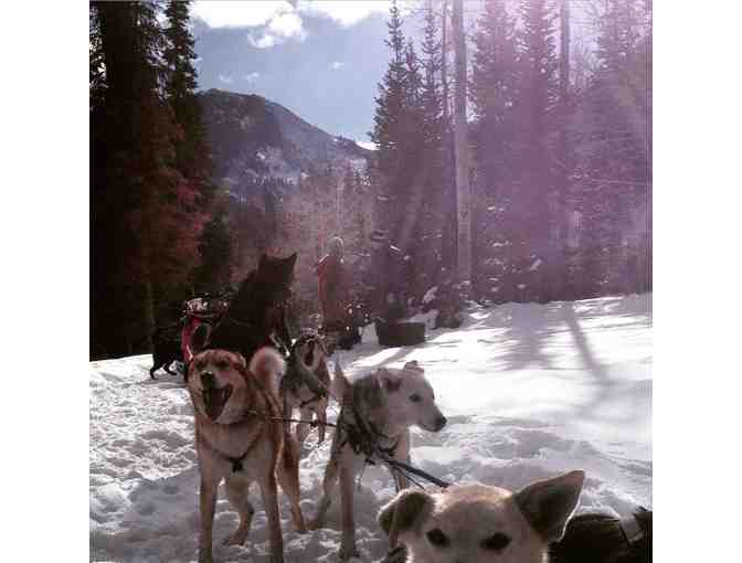 Luna Lobos - Dog Sledding