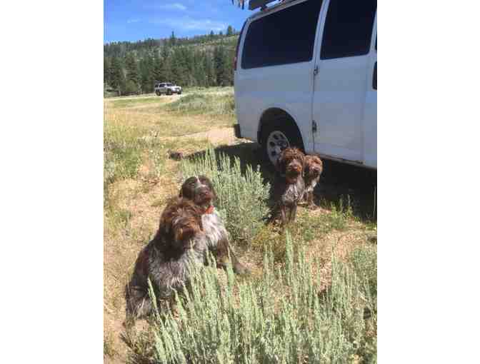 Thorn Creek Kennel Gift Certificate - 3 Days and 2 Nights Boarding for One Dog