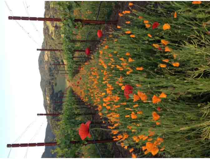 7257 - Six Hour Luxury Wine Tour for Six - Boutique Wine Tours, Kenwood