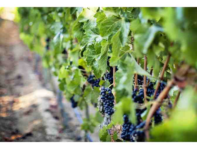 7272 - Case 2011 Alazan CJs Barrel Pinot Noir - Kingston Family Vineyards