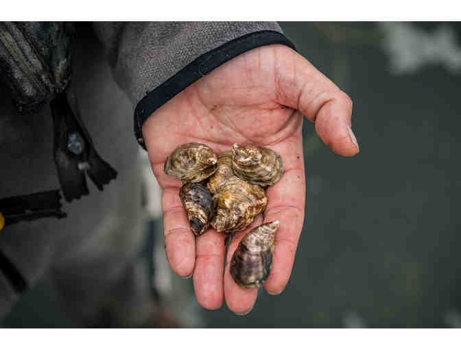 Hog Card, Hog Island Oyster Company